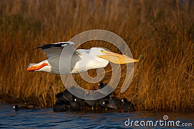 American White Pelican Pea Island NWR OBX North Carolina Stock Photo